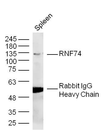 1 - RNF74 Rabbit pAb AP58559