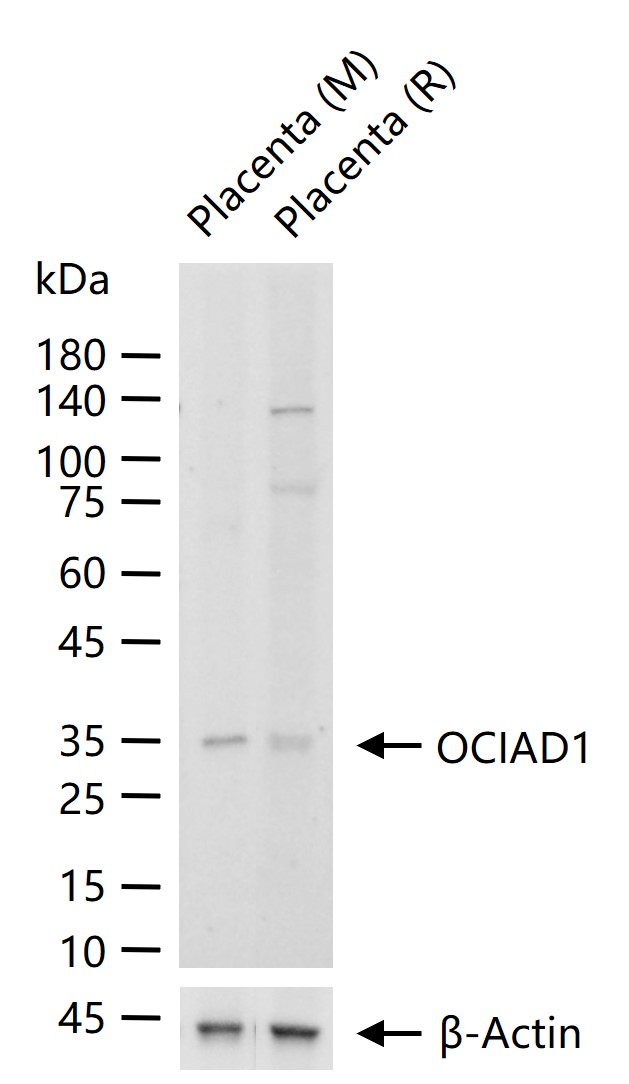 1 - OCIAD1 Rabbit pAb AP58567