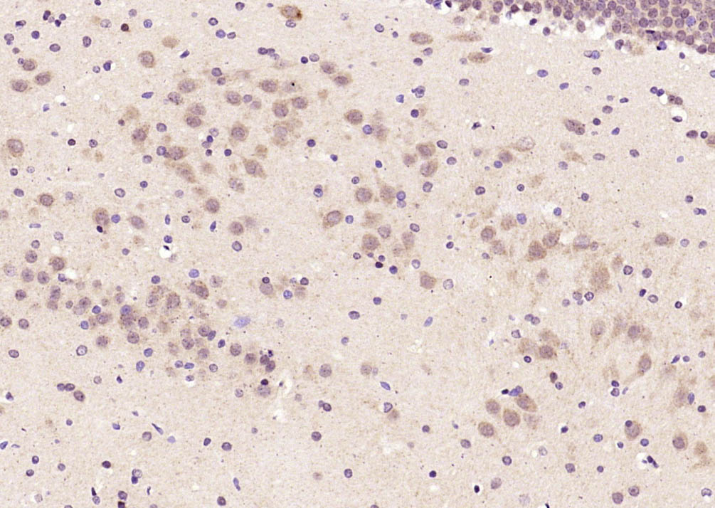 14 - OCIAD1 Rabbit pAb AP58567