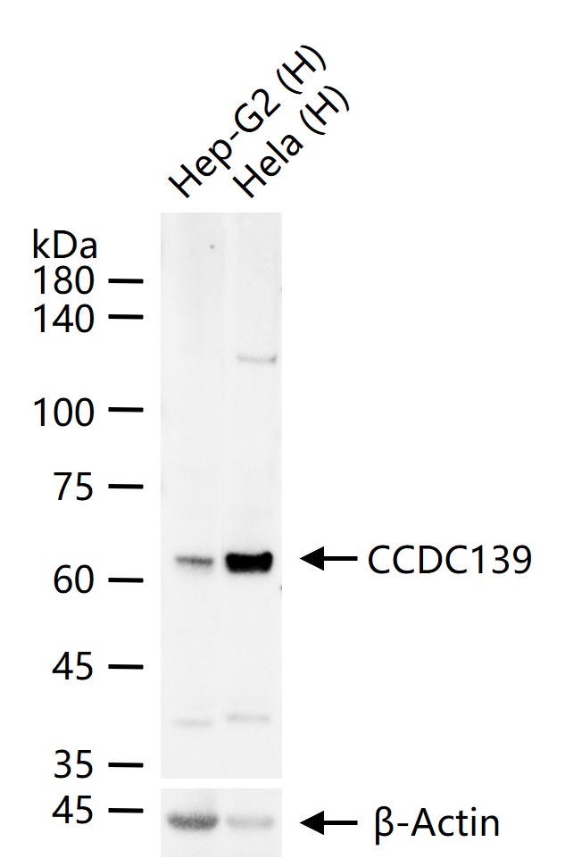 1 - CCDC139 Rabbit pAb AP58594