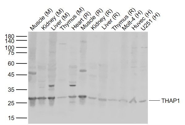1 - THAP1 Rabbit pAb AP58595