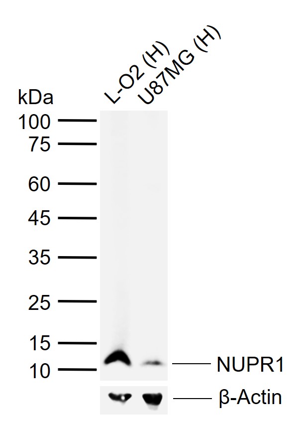 1 - NUPR1 Rabbit pAb AP58598