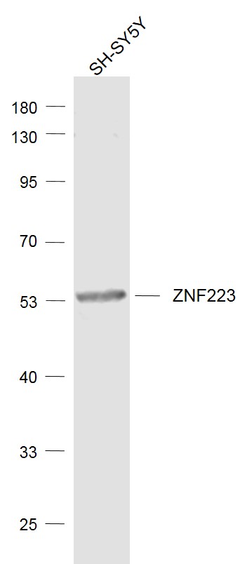 1 - ZNF223 Rabbit pAb AP58626