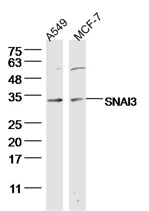 1 - SNAI3 Rabbit pAb AP58637