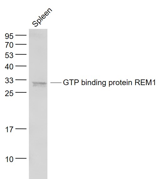 1 - GTP binding protein REM1 Rabbit pAb AP58669