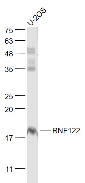 1 - RNF122 Rabbit pAb AP58682