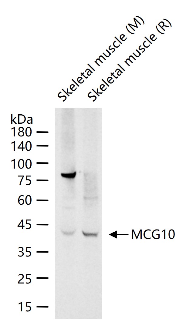 1 - MCG10 Rabbit pAb AP58691