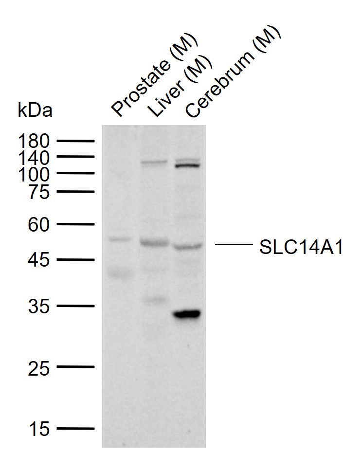 1 - SLC14A1 Rabbit pAb AP58698