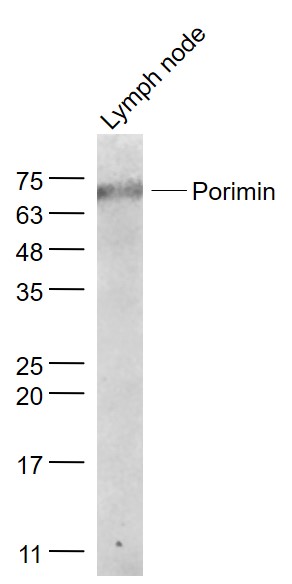 1 - Porimin Rabbit pAb AP58709