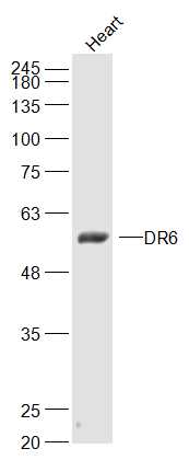 1 - DR6 Rabbit pAb AP58711