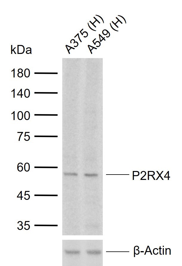 1 - P2RX4 Rabbit pAb AP58716
