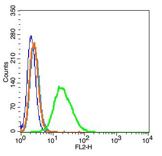 0 - CAPD3 Rabbit pAb AP58737