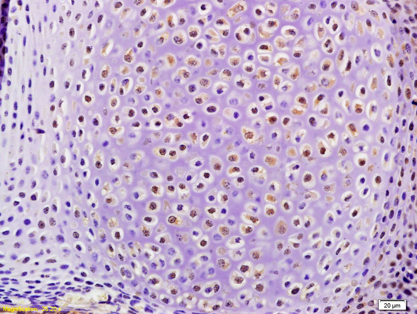 14 - STAMBP Rabbit pAb AP58738