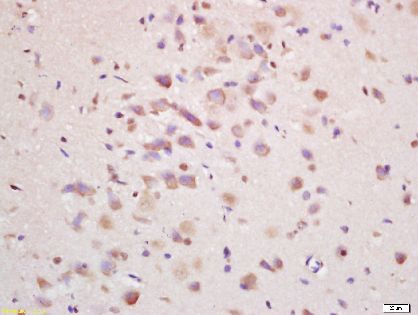 14 - EIF2C Rabbit pAb AP58739