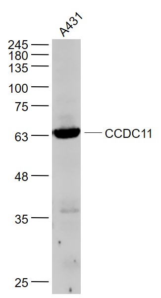 1 - CCDC11 Rabbit pAb AP58741
