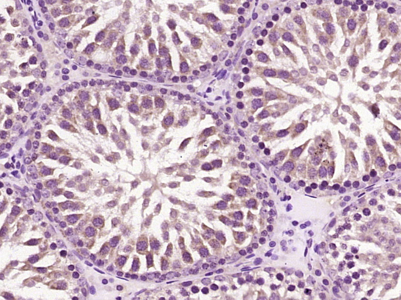 14 - CCDC11 Rabbit pAb AP58741