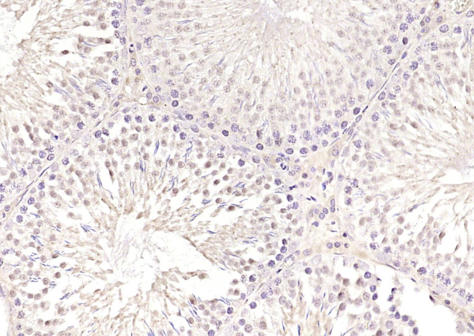 14 - SKA3 Rabbit pAb AP58774