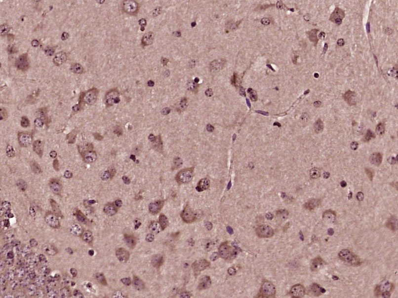 14 - CEND1 Rabbit pAb AP58777