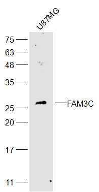 1 - FAM3C Rabbit pAb AP58779