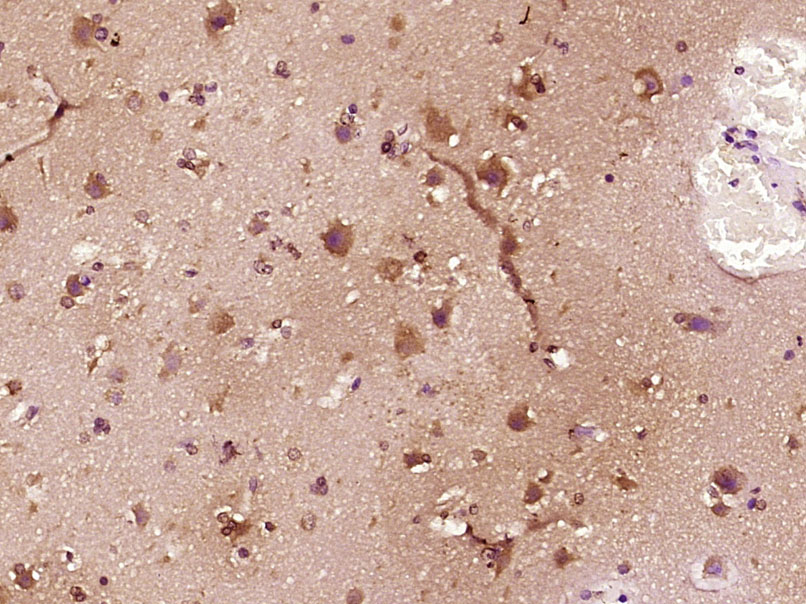 14 - FAM3C Rabbit pAb AP58779