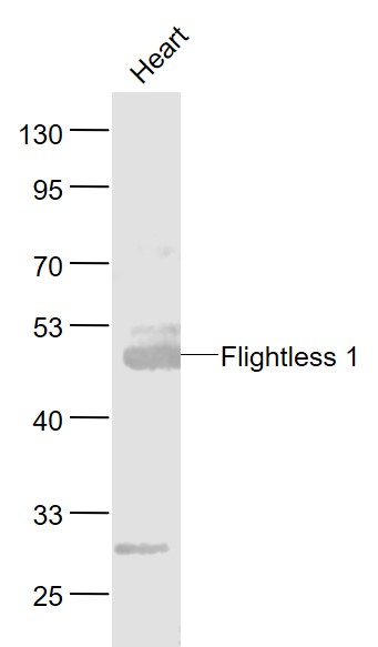 1 - FLII Rabbit pAb AP58781