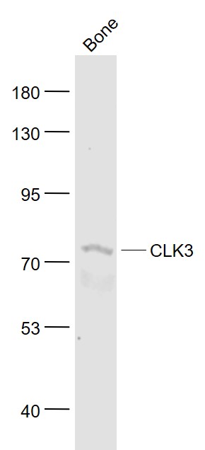 1 - CLK3 Rabbit pAb AP58794