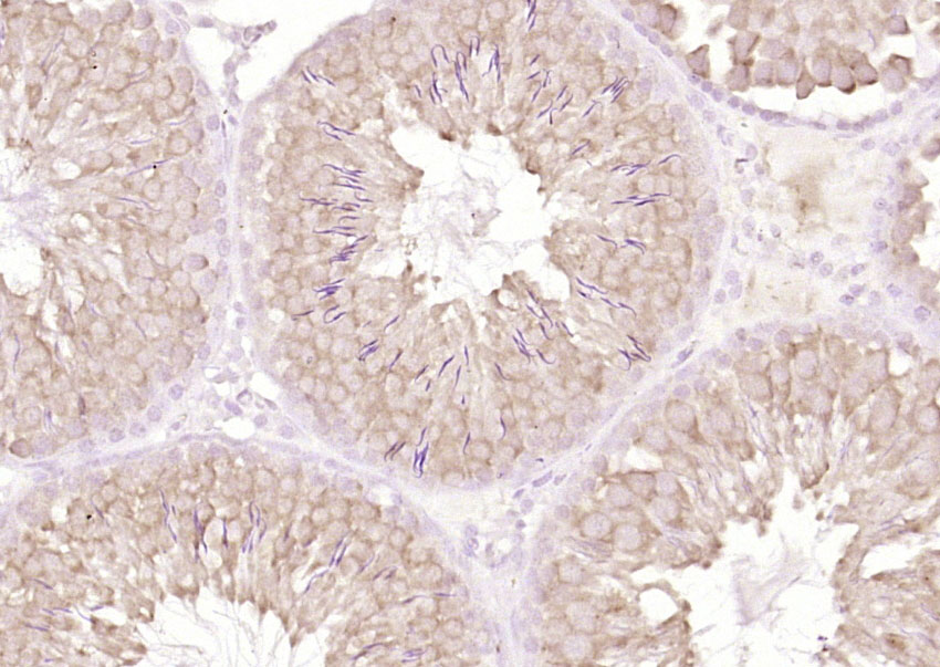 14 - CLK3 Rabbit pAb AP58794
