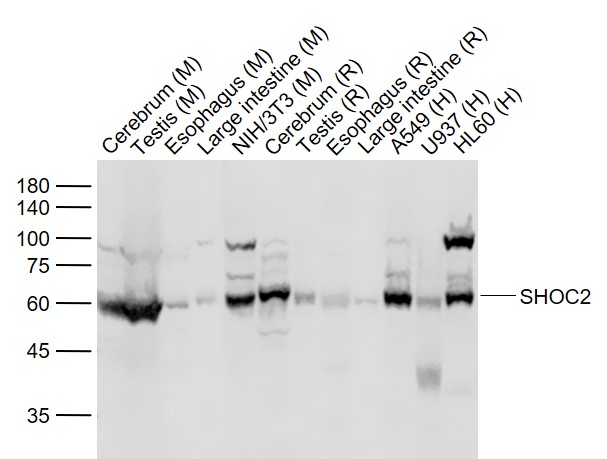 1 - SHOC2 Rabbit pAb AP58801