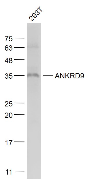 1 - ANKRD9 Rabbit pAb AP58811