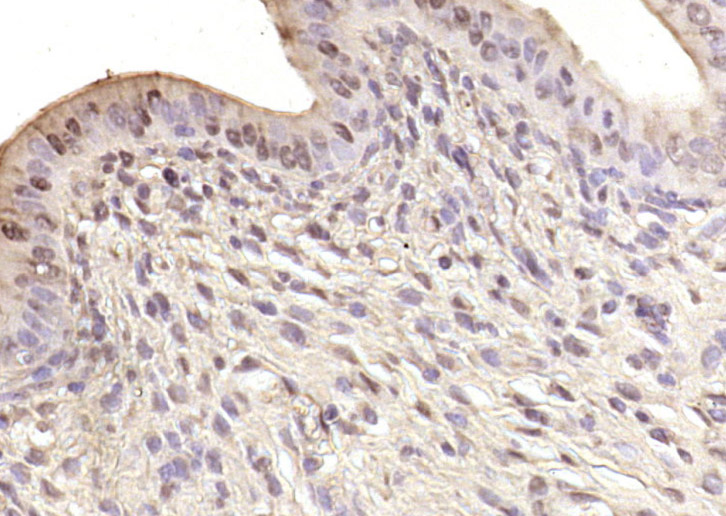 14 - ARS2 Rabbit pAb AP58813
