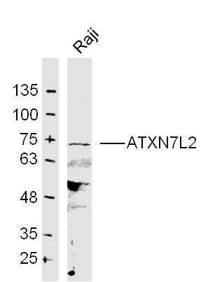 1 - ATXN7L2 Rabbit pAb AP58817