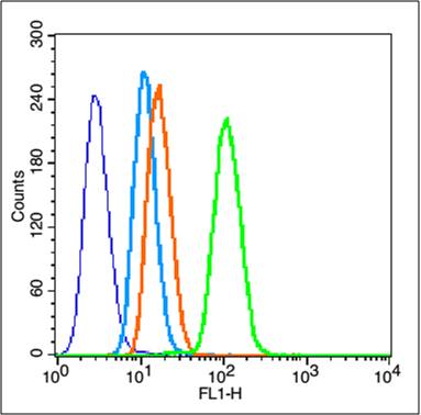 0 - BTBD7 Rabbit pAb AP58820