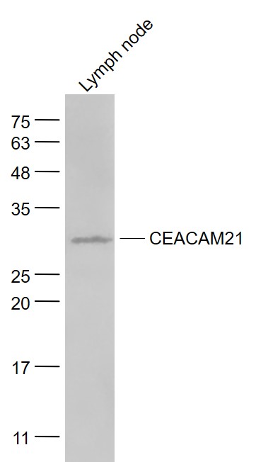 1 - CEACAM21 Rabbit pAb AP58830