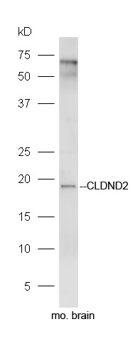 1 - CLDND2 Rabbit pAb AP58833