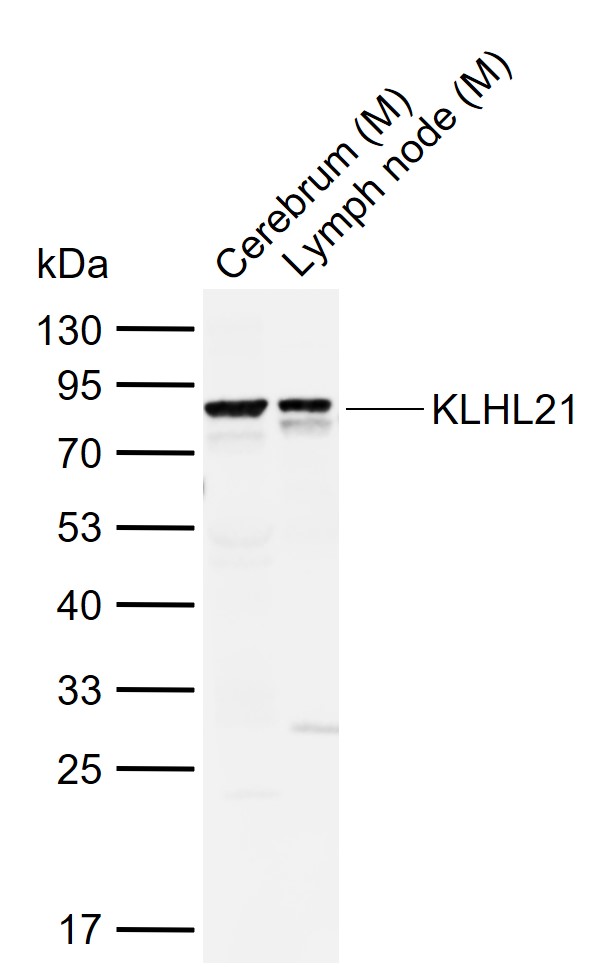 1 - KLHL21 Rabbit pAb AP58846