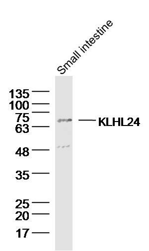 1 - KLHL24 Rabbit pAb AP58847