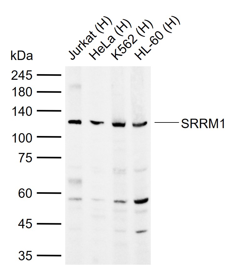 1 - SRRM1 Rabbit pAb AP58856