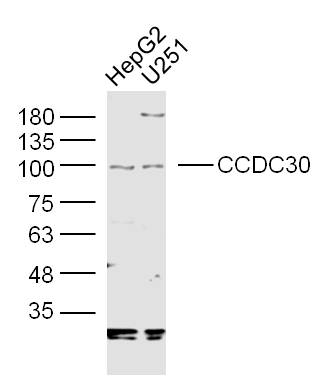 1 - CCDC30 Rabbit pAb AP58870