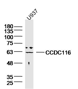 1 - CCDC116 Rabbit pAb AP58878