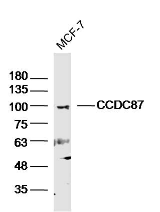 1 - CCDC87 Rabbit pAb AP58891