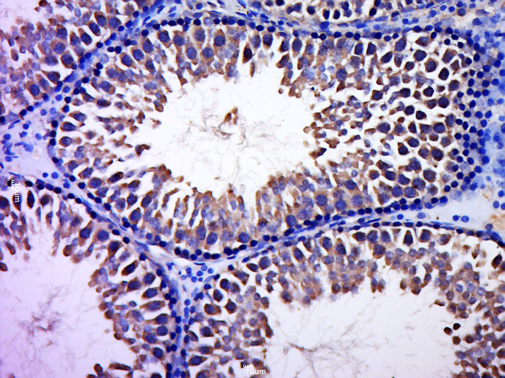 14 - CCDC93 Rabbit pAb AP58894
