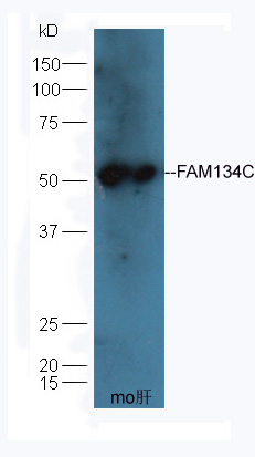 1 - FAM134C Rabbit pAb AP58899