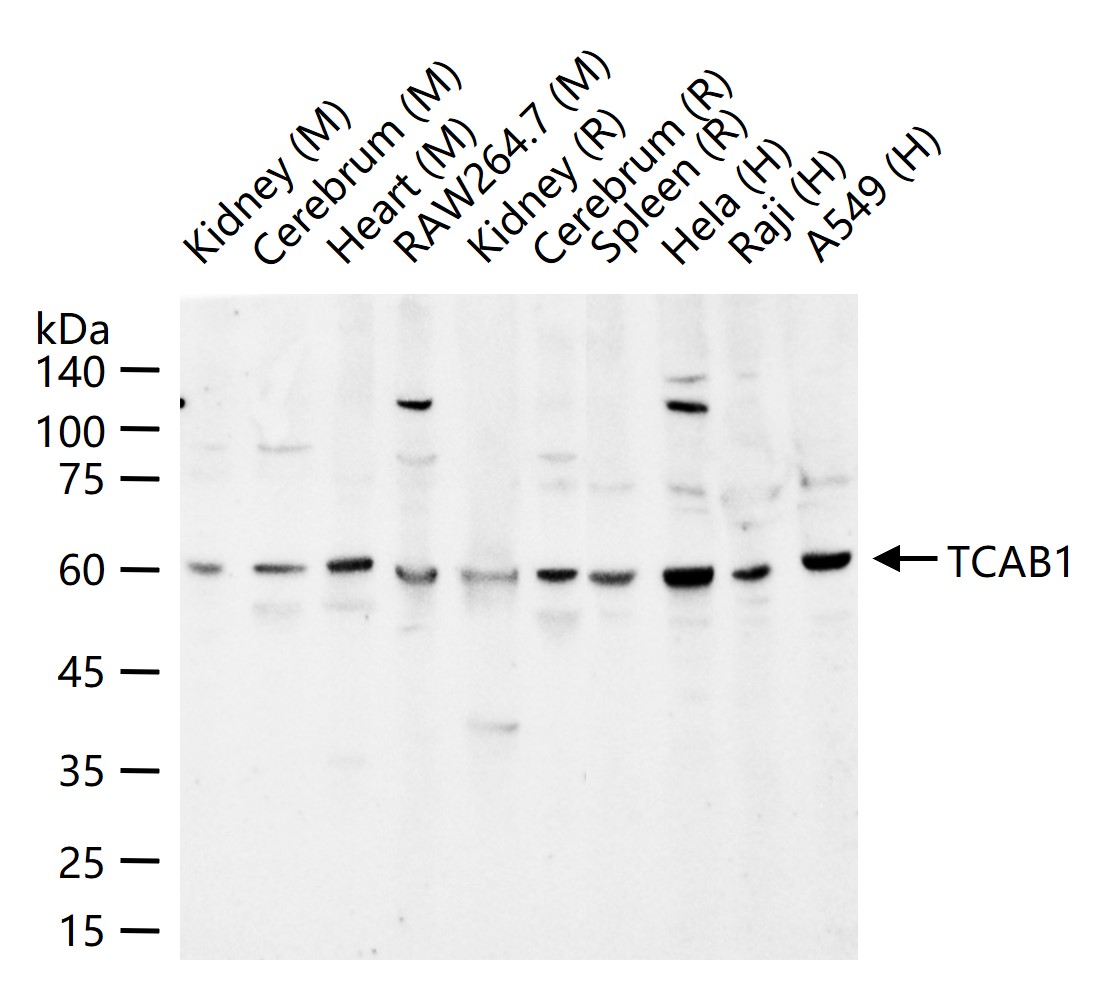 1 - TCAB1 Rabbit pAb AP58902