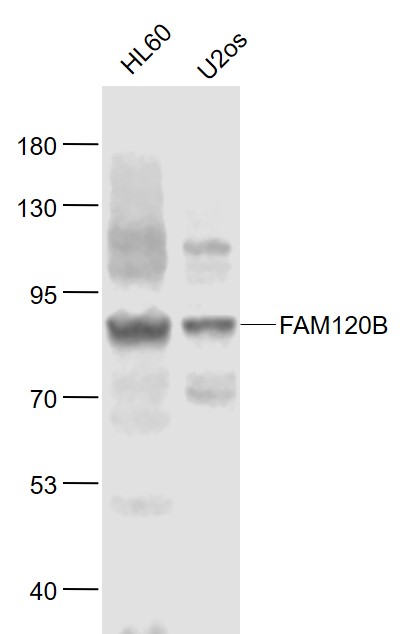 1 - FAM120B Rabbit pAb AP58912