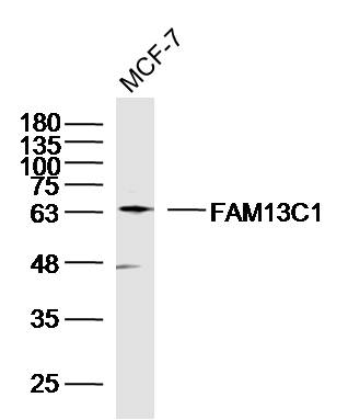1 - FAM13C1 Rabbit pAb AP58919