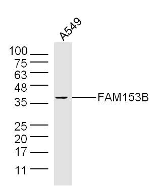 1 - FAM153B Rabbit pAb AP58923