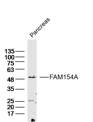 1 - FAM154A Rabbit pAb AP58924