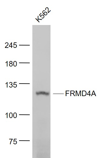 1 - FRMD4A Rabbit pAb AP58934