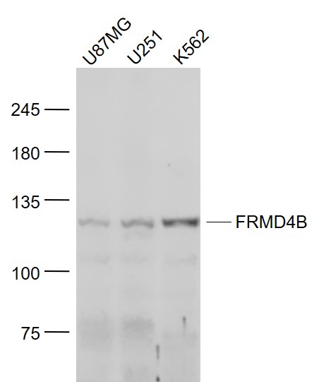 1 - FRMD4B Rabbit pAb AP58935