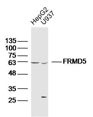 1 - FRMD5 Rabbit pAb AP58936